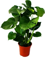 Monstera deliciosa - Fensterblatt - 21cm Topf - ca. 50-60cm hoch