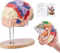 VEVOR Menschliches Gehirn Modell Anatomie, 2X Lebensgroßes 4-teiliges Menschliches Gehirn Anatomisches Modell mit Etiketten & Display Basis, Farbkodiertes Abnehmbares Gehirn Forschung über Lehren