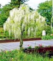 BALDUR Garten Weißes Blauregen-Stämmchen Alba, 1 Pflanze, Glyzinie, Wisteria sinensis Alba, bienenfreundlich, Lieferung auf Stamm (nicht geflochten),winterhart, blühend