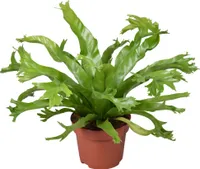 Asplenium nidus Crissie Topf 12 cm Ø Nestfarn - Luftreinigende Zimmerpflanze - Grünpflanze