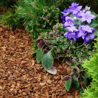 Dekorrinde S&Garden 20 Liter Dekorativer Mulch aus Holzspänen Pinienrinde Mulch Rindenmulch Bodengrund Zierspäne