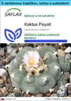 SAFLAX Darčeková sada - Kaktus Peyotl - Lophophora williamsii - 20 Semená - S darčekovou krabičkou, prepravným štítkom, darčekovou kartou a pestovateľským médiom