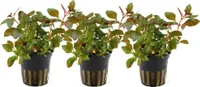 Aquarium Pflanze 3 Stück Ludwigia repens Rubin Wasserpflanze Tropica Nr.033D Set