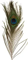 Pfauenfedern 3 Stk.