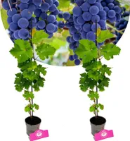 Set mit 2 Trauben – Vitis vinifera „Cabernet Cortis“ – Höhe 40 cm – 9 cm Topf