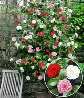 BALDUR Garten Winterharte Garten-Kamelie 'Tricolor', 1 Pflanze, Camellia japonica japanische Kamelie winterhart, Wasserbedarf gering, für Standort im Schatten geeignet, blühend