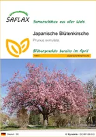 SAFLAX - Japanische Blütenkirsche - 30 Samen - Prunus serrulata