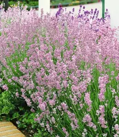 BALDUR Garten Duft-Lavendel 'Rosa' echter Lavendel, 3 Pflanzen Lavandula angustifolia Duftlavendel, winterharte Staude, trockenresistent, mehrjährig, bienenfreundlich und schmetterlingsfreundlich