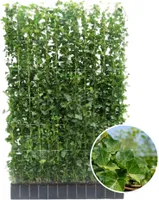 Hedera Hibernica - Efeu - Fertighecke - ↨180cm