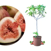 Meine Orangerie - Winterharter Feigenbaum - Echte Feige - Ficus Carica - Bornholmfeige - winterharte Feige in Gärtnerqualität - Fig tree