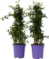 Säckelblume - 2 Stk - Ceanothus thyrsiflorus Repens - Höhe 60-70cm - ⌀17cm