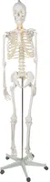 Menschliches Skelett - 170cm Malatec 22583