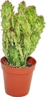 Opuntia monacantha variegata - malá rastlina v kvetináci 5,5 cm