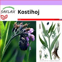SAFLAX - kostihoj - Symphytum officinale - 15 Semená