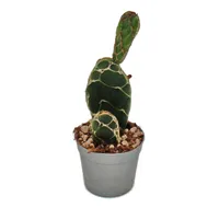 Kaktus kobra - Opuntia reticulata "Cobra" - pútavý ušatý kaktus - 6,5 cm kvetinác
