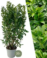 Große Kirschlorbeer Pflanzen Obelisk für 10 laufende Meter Hecken | - 15L - 20x | ↨ 125-150 cm