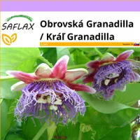 SAFLAX - Obrovská Granadilla / Kráľ Granadilla - Passiflora quadrangularis - 12 Semená