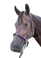 Nasenfliegenschutz  für Pferde Nüsternschutz Insektenmaulnetz schwarz Pony