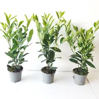 20 Kirschlorbeer-Pflanzen (Höhe: 50-60 cm ab 1,3 L. Topf), Prunus laur. Caucasica, Heckenpflanzen