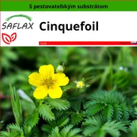 SAFLAX - cinquefoil - Potentilla anserina - 20 Semená - S pestovateľským substrátom bez klíčkov