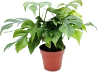 Monstera  minima - Fensterblatt - 15cm Topf