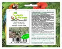 10x Dasylirion gentryi Gentrys Sotol Garten Pflanzen - Samen ID884