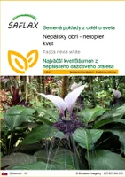 SAFLAX - Nepálsky obri - netopier kvet - Tacca nevia white - 10 Semená