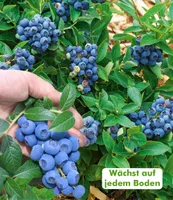 BALDUR Garten Trauben Heidelbeere 'Reka® Blue', 1 Pflanze, Blaubeeren Heidelbeeren Pflanze, Vaccinium corymbosum, reichtragend, wächst auf allen Gartenböden, winterhart