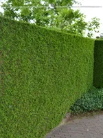 Lebensbaum Thuja Brabant 100-120 cm, 8x Heckenpflanze