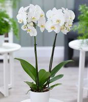 Orchidee 1 Topf Vanilla planifolia BALDUR-Garten Echte Vanille Pflanze 