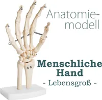 Anatomie Skelett Mensch Modell Lebensgroß Skelett Hand Fingerknochen Anatomisches Knochen Gelenke Modell der Menschlichen Hand mit Beweglichem Gelenken MedMod