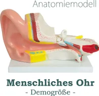 Anatomie Modell Ohr des Menschen menschlicher Körper Anatomisches Menschliches Ohrmodell menschliche Modelle Gross 3-fach vergrößert Anatomy Lehrmodell MedMod