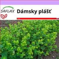 SAFLAX - dámsky plášť - Alchemilla vulgaris - 100 Semená