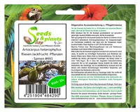 10x Artocarpus heterophyllus Riesen Jackfrucht Frucht Pflanzen - Samen #441