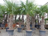 XXXXL 210 - 230 cm Trachycarpus fortunei Hanfpalme, winterharte Palme bis -18°C