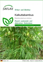 SAFLAX - kalkatský bambus - Dendrocalamus strictus - 50 Semená
