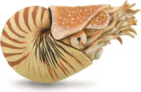 Collecta Nautilus Pompilius Xl-figur Golden 3-6 Years Golden 3-6 Years