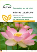 SAFLAX - Wasserpflanzen - Indische Lotusblume - 8 Samen - Nelumbo nucifera