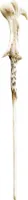 Harry Potter - Voldemort´s Wand / Zauberstab