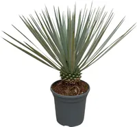 Trendyplants - Yucca Rostrata - Odolná - Záhradná rastlina - Výška 40-60 cm - Veľkosť kvetináča Ø21cm