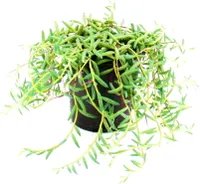 Senecio hallianus - Curio hallianus v 12 cm kvetináči