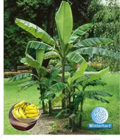 BALDUR Garten Winterharte Bananen 'grün', 1 Pflanze, Faserbanane Bananenbaum Musa basjoo Bananenpflanze, mehrjährige winterharte Staude, Bananen-Früchte essbar