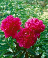 Paeonia lactiflora 'Kansas', Pfingstrose, leuchtend rot, ca. 11x11 cm Topf