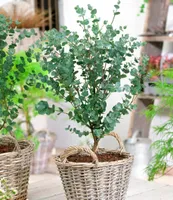 BALDUR Garten Winterharter Eukalyptus Azura® im XXL-Topf,1 Pflanze, Eucalyptus gunnii, Azura, winterhart bis -20° C, mehrjährig, intensiv duftend, vertreibt Fliegen
