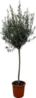 Trendyplants - Drzewo oliwne na pniu - Hardy - Roślina ogrodowa - Wysokość 150-170 cm - Rozmiar doniczki Ø24cm - Olea Europaea na pniu