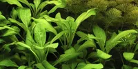 Aquarium Pflanze Lobelia cardinalis AquaOne Nr.353C Wasserpflanzen Aquascaping