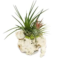 Tillandsien auf Sansibar-Rock - L - 2 Pflanzen