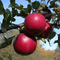 Terrassenobst Apfel Kleinobst Balkon Terrasse Apfelbaum Obstbaum viele Sorten, Terrassenobst:Apfel Idared