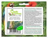 10x Stelis pulchella Orchideenart Garten Pflanzen - Samen ID1597