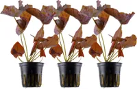 Aquarium Pflanze 3 Stück Nymphaea Lotus Tigerlotus Wasserpflanzen Nr.019 Set